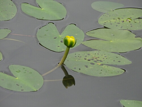 least water-lily (Nuphar pumila)
