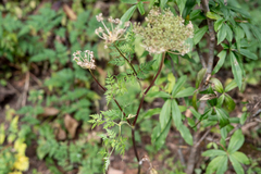 Selinum