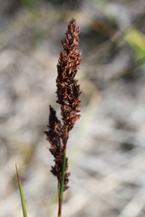 Machaerina teretifolia