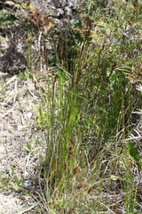 Machaerina teretifolia