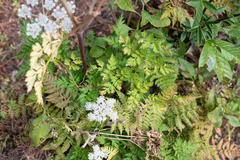 Ligusticopsis wallichiana