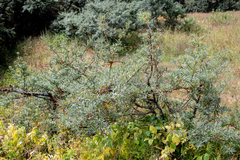Hippophae