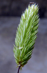 Phleum exaratum