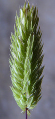 Phleum exaratum