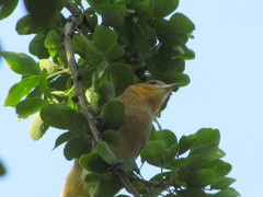 Icterus bullockii
