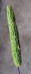Phleum exaratum