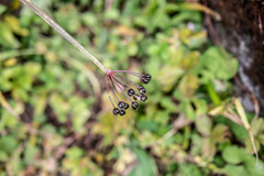 Selinum