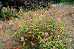 Koenigia polystachya