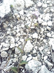 Callisia navicularis