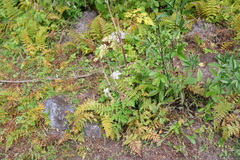Ligusticopsis wallichiana