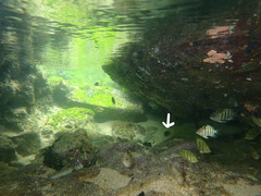 Chaetodon