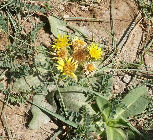 Inula rhizocephala, photograph 5