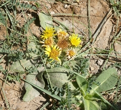 author not stated, no rights reserved Inula rhizocephala, photograph author not stated, no rights reserved