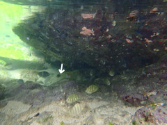 Chaetodon