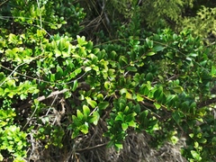 Scolopia heterophylla