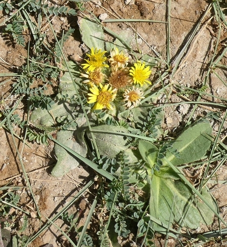 Inula rhizocephala, photograph 6
