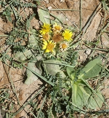 Inula rhizocephala, photograph author not stated, no rights reserved