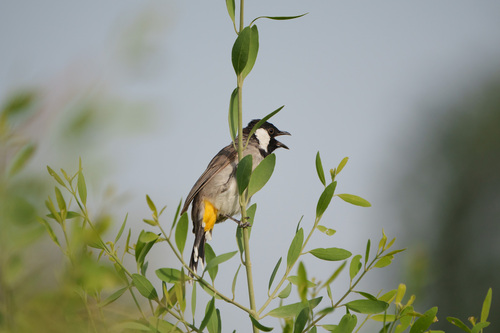 White-eared Bulbul (Pycnonotus leucotis), photo 5