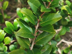 Scolopia heterophylla