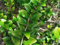 Scolopia heterophylla