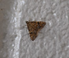 Ommatospila narcaeusalis