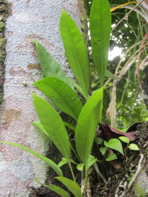 Anthurium gracile
