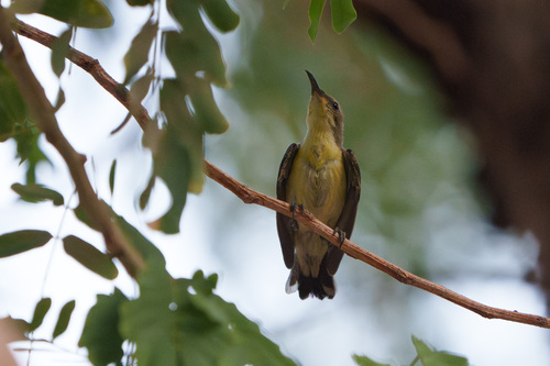 Purple Sunbird (Cinnyris asiaticus), photo 7