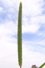 Phleum subulatum