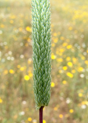 Phleum subulatum