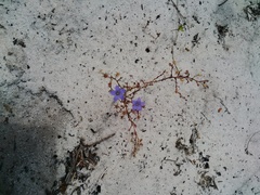 Wahlenbergia paniculata