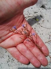 Wahlenbergia paniculata