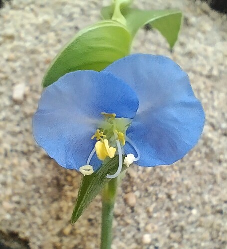 Commelina rebmanii (Commelina rebmanii)