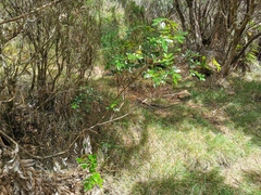 Weinmannia mauritiana