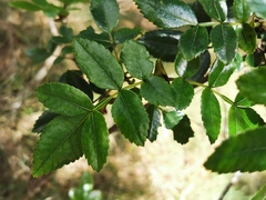 Weinmannia mauritiana