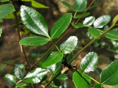 Weinmannia mauritiana