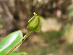 Weinmannia mauritiana