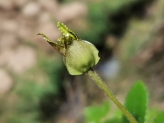 Weinmannia mauritiana