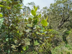 Monimia rotundifolia