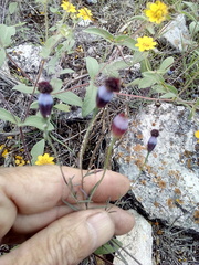 Porophyllum linaria