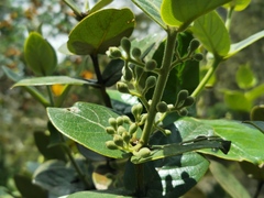 Monimia rotundifolia