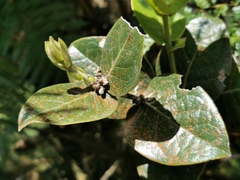 Monimia rotundifolia