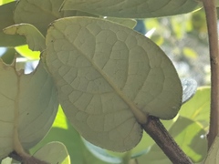 Monimia rotundifolia