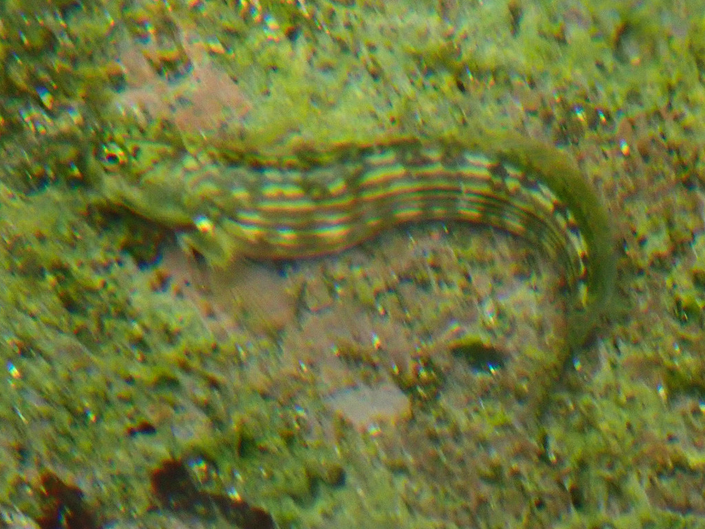 Striped Rockskipper