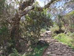 Monimia rotundifolia