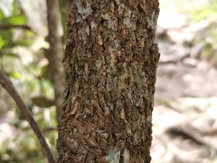 Monimia rotundifolia