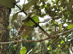 Monimia rotundifolia