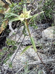 Euphorbia schiedeana