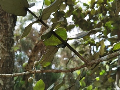 Monimia rotundifolia