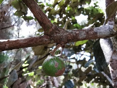Monimia rotundifolia