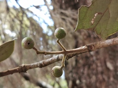 Monimia rotundifolia